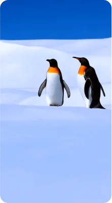 Original portrait background